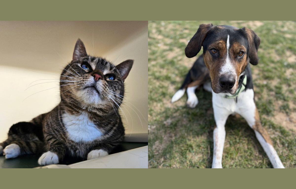 Mama Cass (left) and Toby (right)