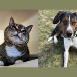 Mama Cass (left) and Toby (right)
