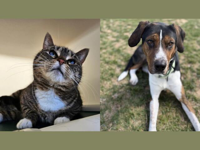 Mama Cass (left) and Toby (right)