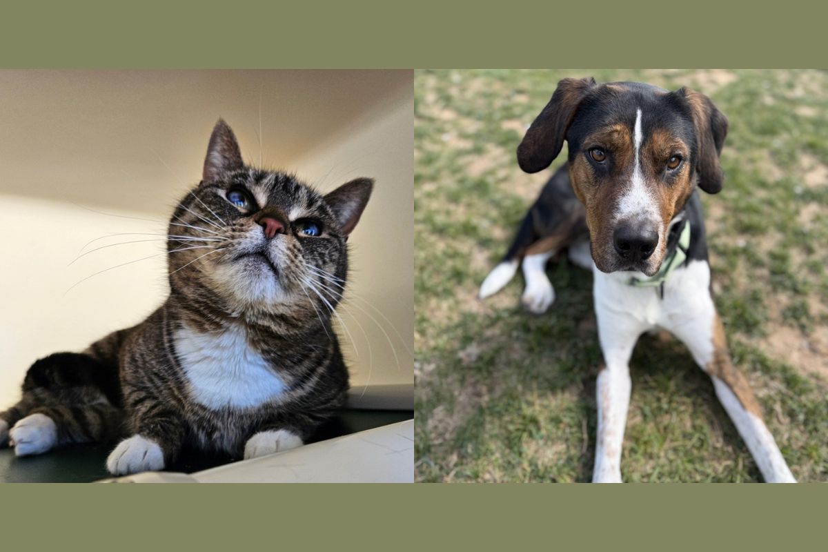 Mama Cass (left) and Toby (right)