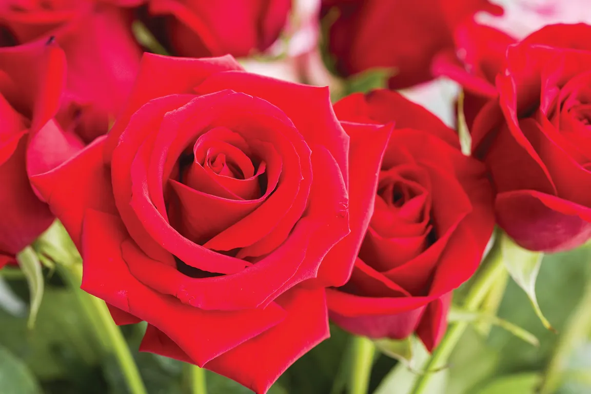 Close-up of a bright red rose in full bloom with layered petals.