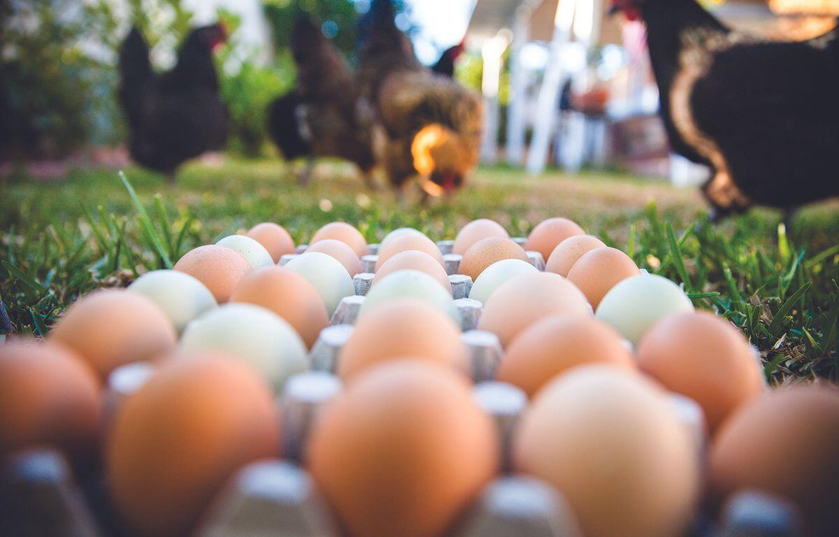 A dozen eggs in a carton with chickens in the background