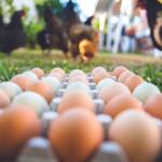 A dozen eggs in a carton with chickens in the background