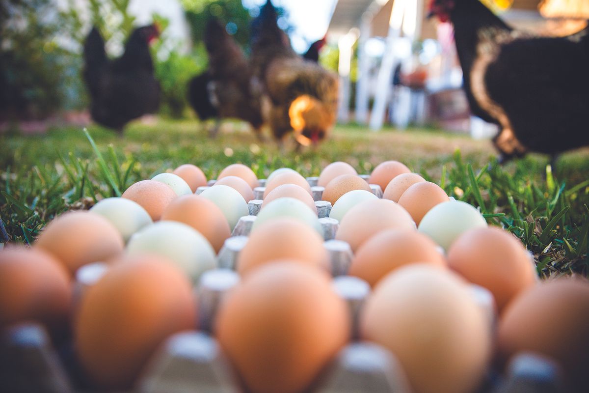 A dozen eggs in a carton with chickens in the background
