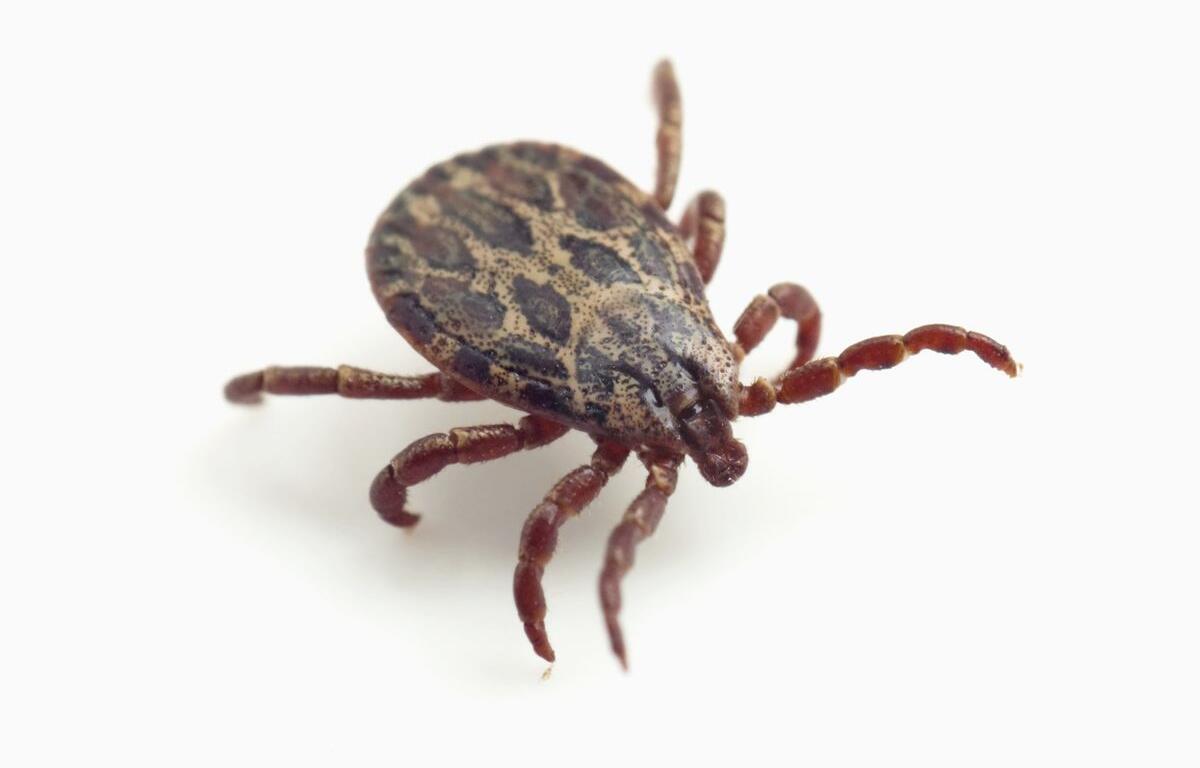 Tick on white background