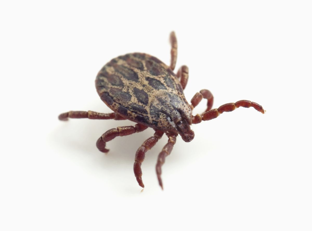 Tick on white background