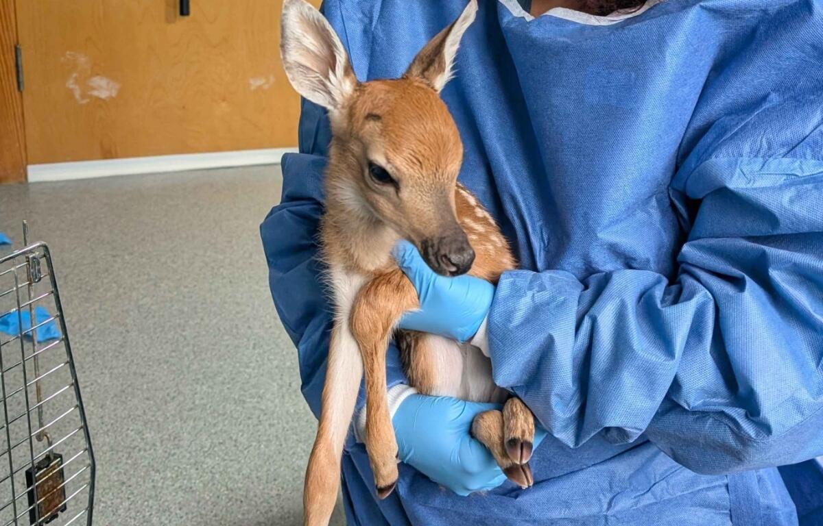 deer fawn