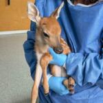deer fawn