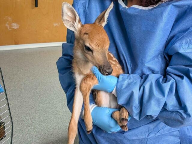 deer fawn