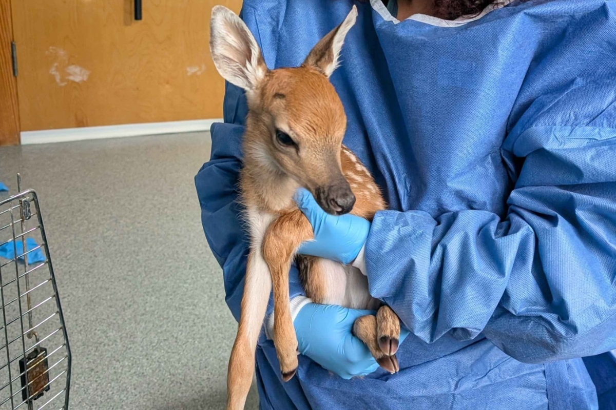 deer fawn