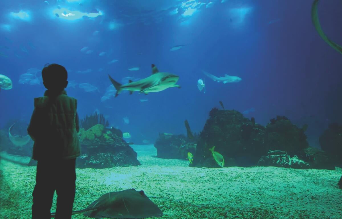 Child silhouette in a vest watches an underwater aquarium filled with fish, corals, and a resting stingray on the sandy bottom.