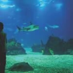 Child silhouette in a vest watches an underwater aquarium filled with fish, corals, and a resting stingray on the sandy bottom.