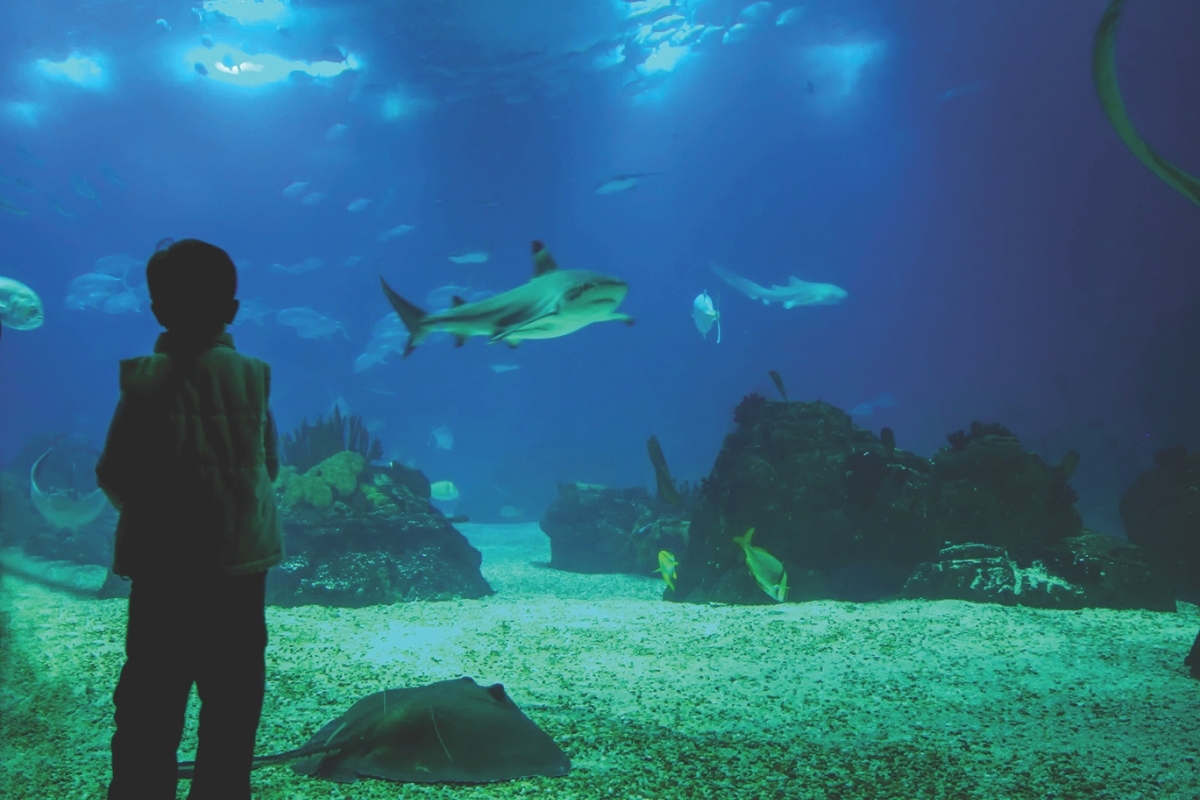 Child silhouette in a vest watches an underwater aquarium filled with fish, corals, and a resting stingray on the sandy bottom.