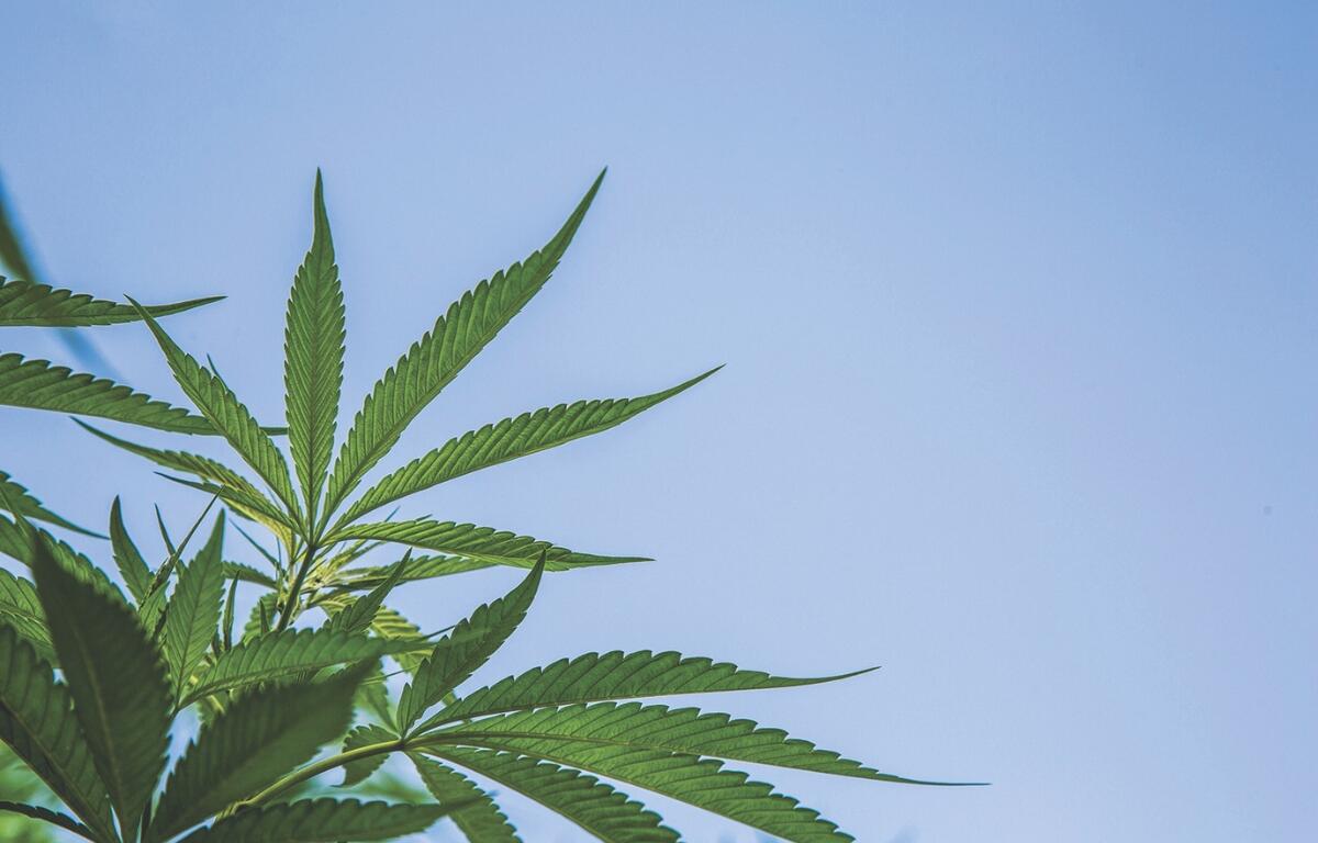 Marijuana leaves