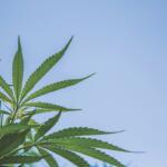 Marijuana leaves