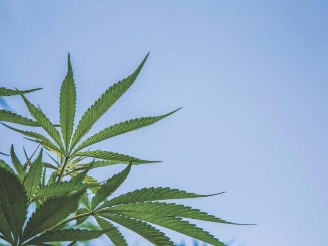 Marijuana leaves