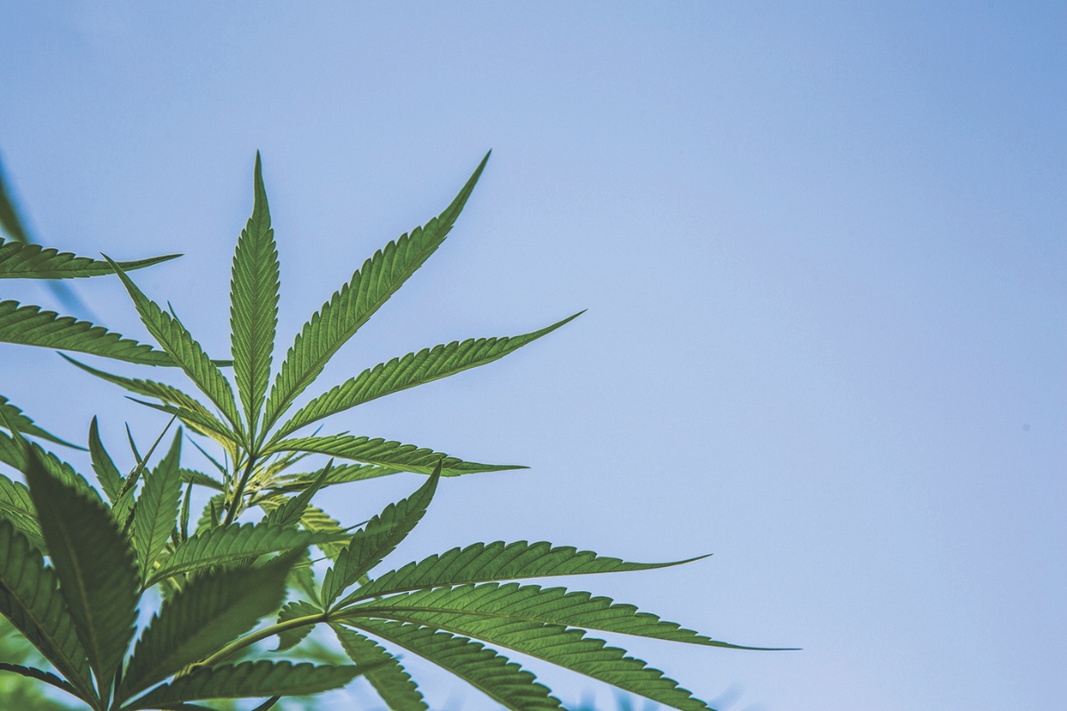Marijuana leaves