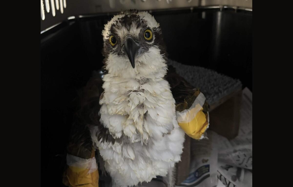 Injured young bird of prey (likely hawk or falcon) with bright yellow eyes, white and brown feathers, sitting in a carrier with taped wings for care.