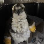 Injured young bird of prey (likely hawk or falcon) with bright yellow eyes, white and brown feathers, sitting in a carrier with taped wings for care.