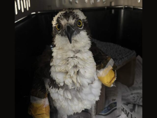 Injured young bird of prey (likely hawk or falcon) with bright yellow eyes, white and brown feathers, sitting in a carrier with taped wings for care.
