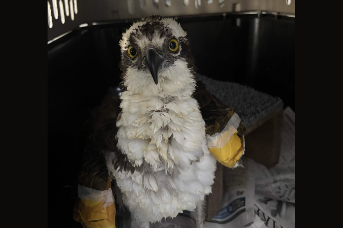 Injured young bird of prey (likely hawk or falcon) with bright yellow eyes, white and brown feathers, sitting in a carrier with taped wings for care.