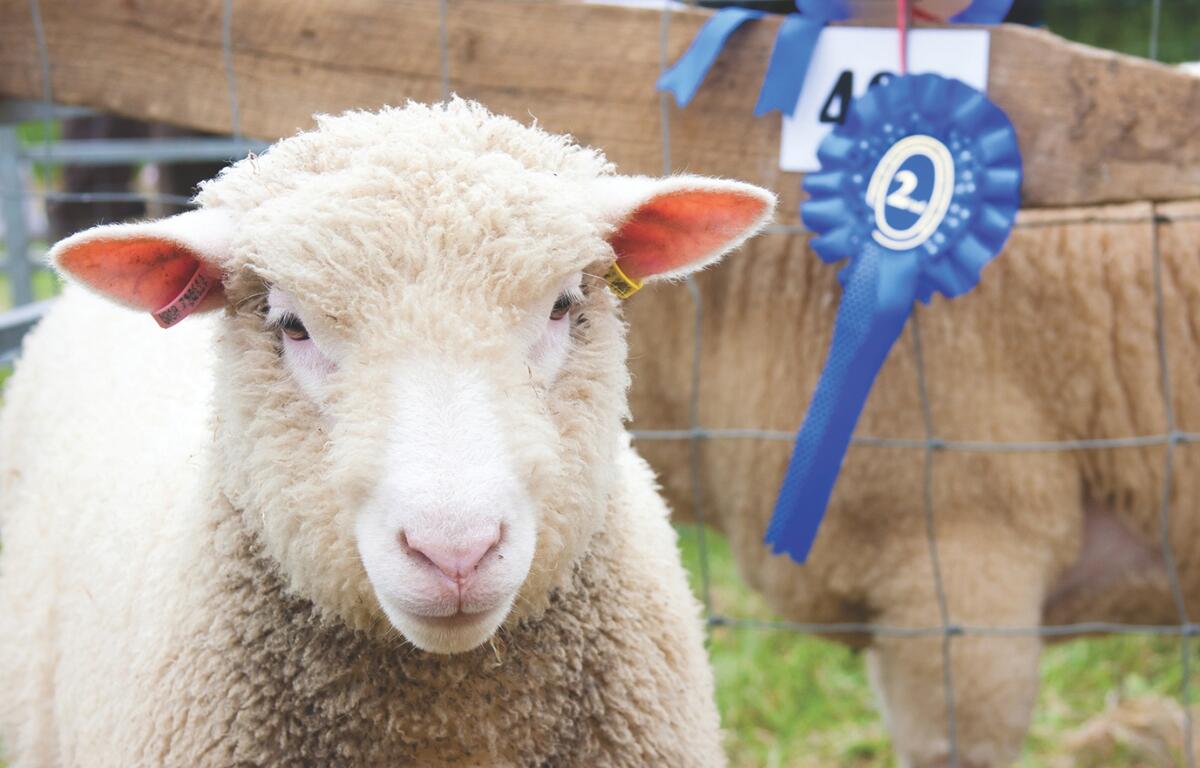 sheep