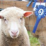 sheep