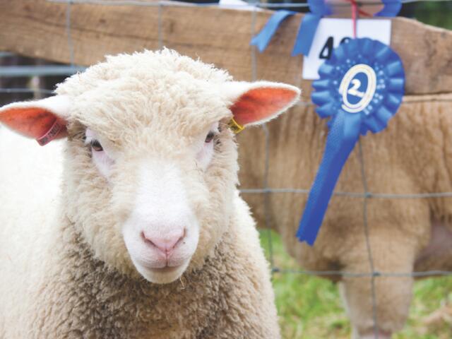 sheep