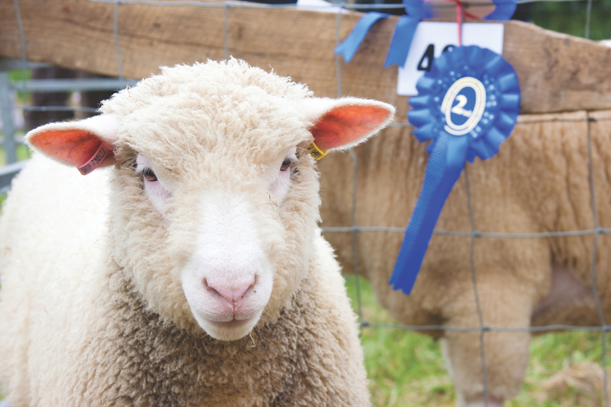 sheep