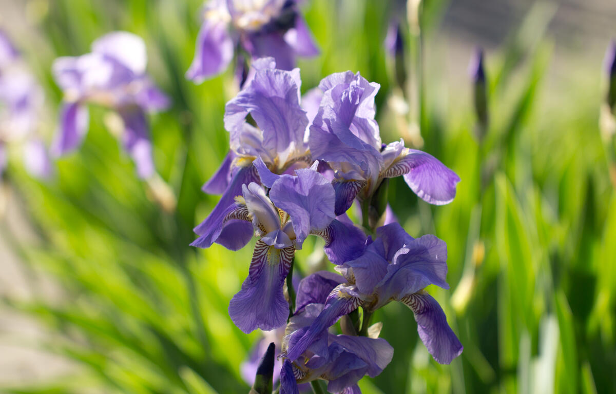 Purple iris flowers in a sunlit garden with green leaves in the background, in focus at the center.