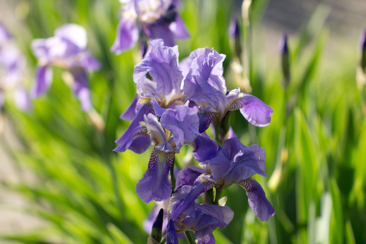 Purple iris flowers in a sunlit garden with green leaves in the background, in focus at the center.
