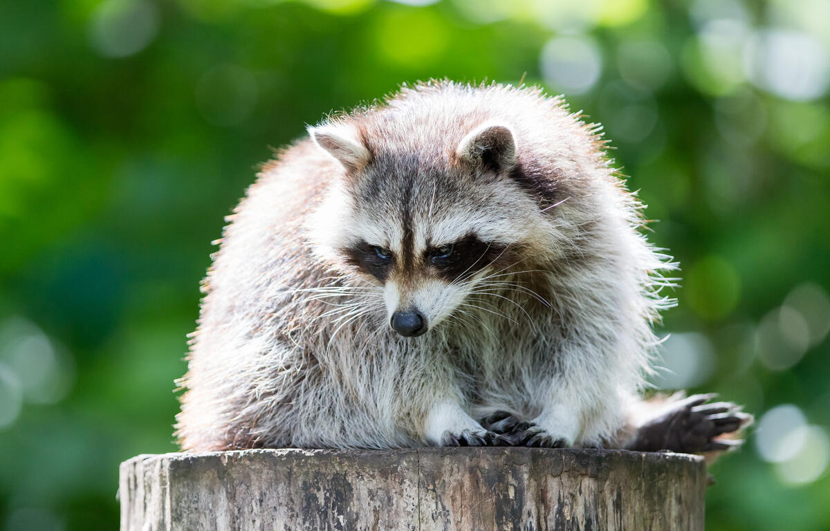 Adult racoon on a tree looking down