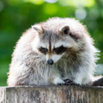 Adult racoon on a tree looking down