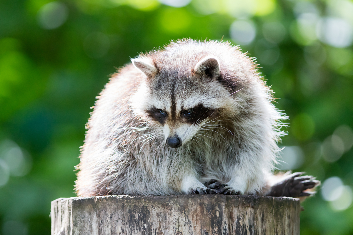 Adult racoon on a tree looking down
