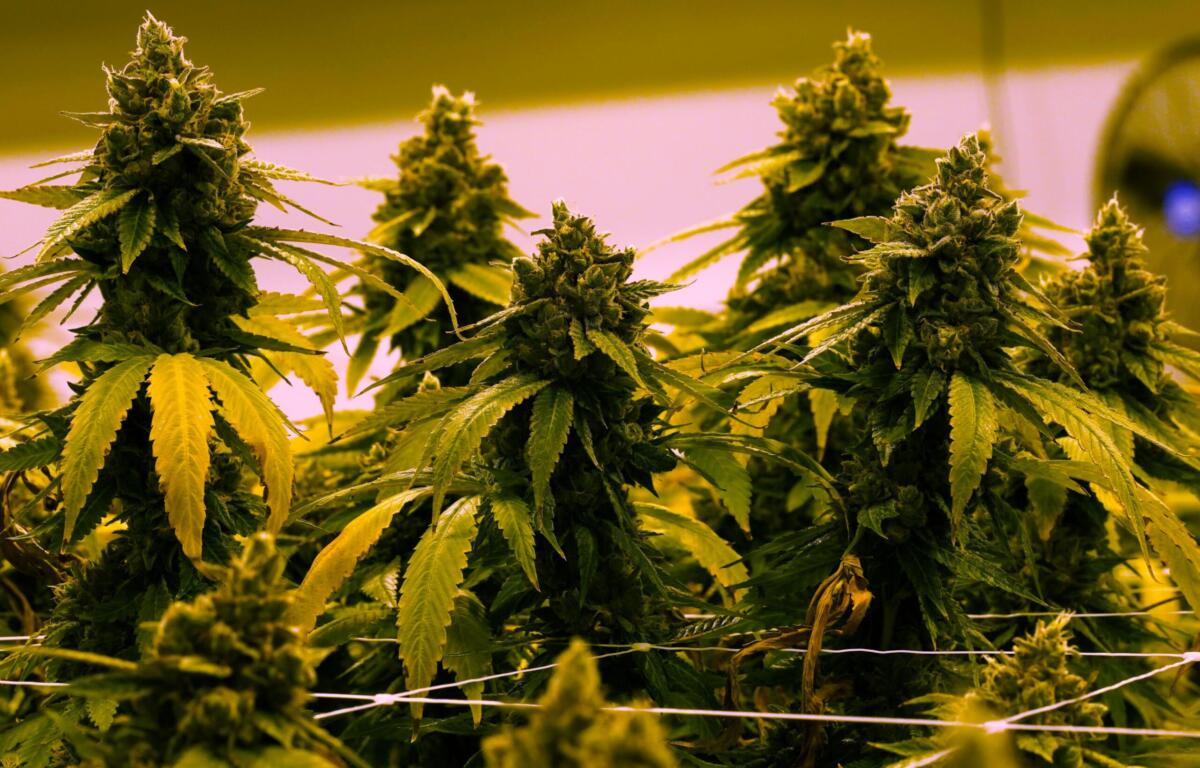 Indoor cannabis plants with flowering buds and serrated leaves under yellow-tinted grow lights.