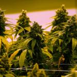 Indoor cannabis plants with flowering buds and serrated leaves under yellow-tinted grow lights.