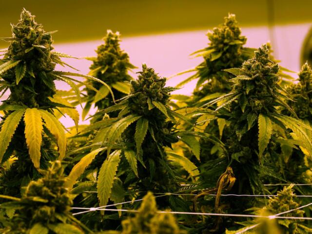 Indoor cannabis plants with flowering buds and serrated leaves under yellow-tinted grow lights.