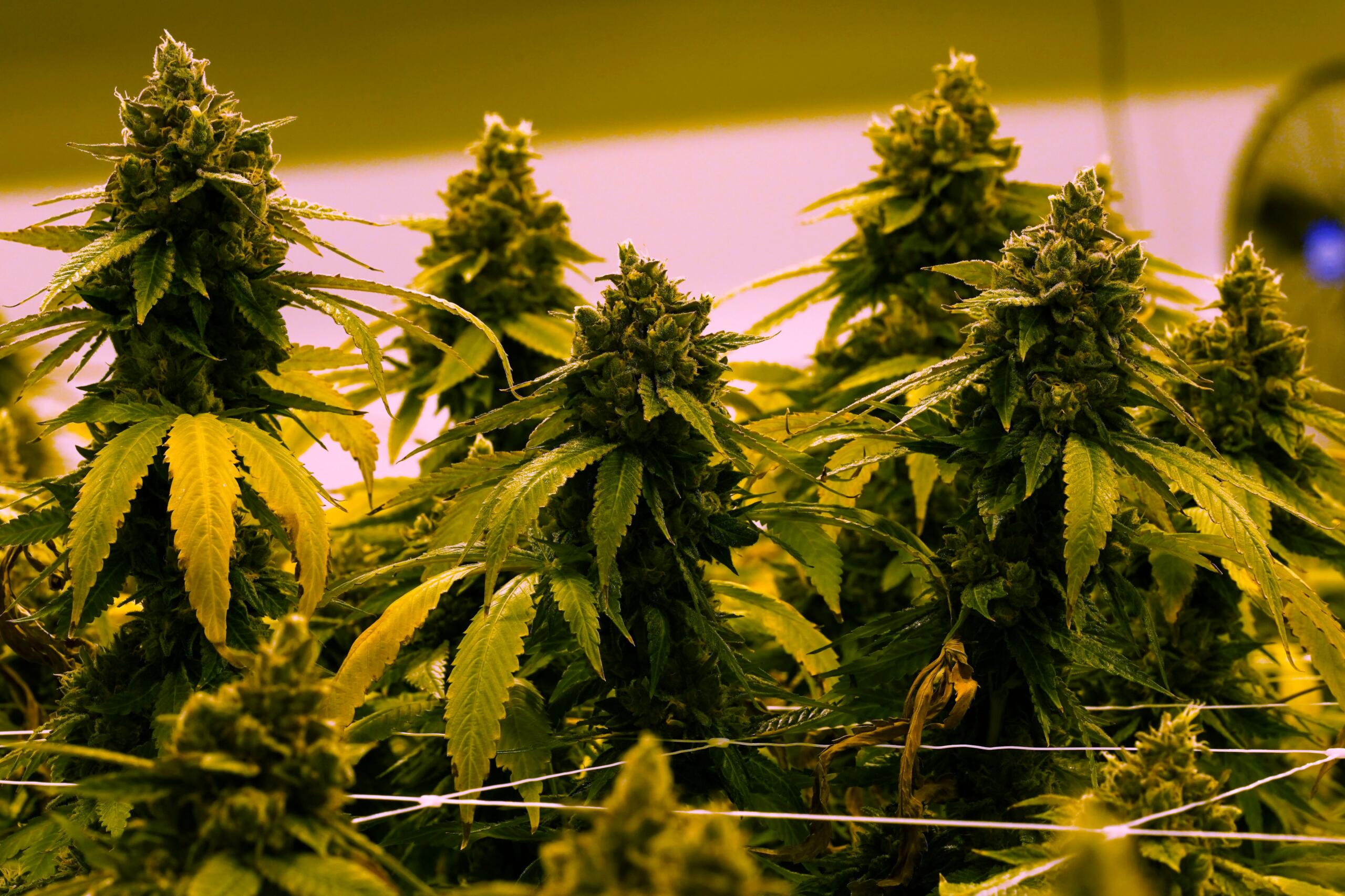 Indoor cannabis plants with flowering buds and serrated leaves under yellow-tinted grow lights.