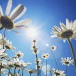 sunny