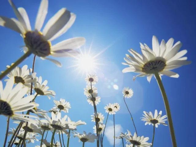 sunny