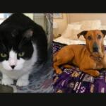 Peggy (left) and Rozwell (right)
