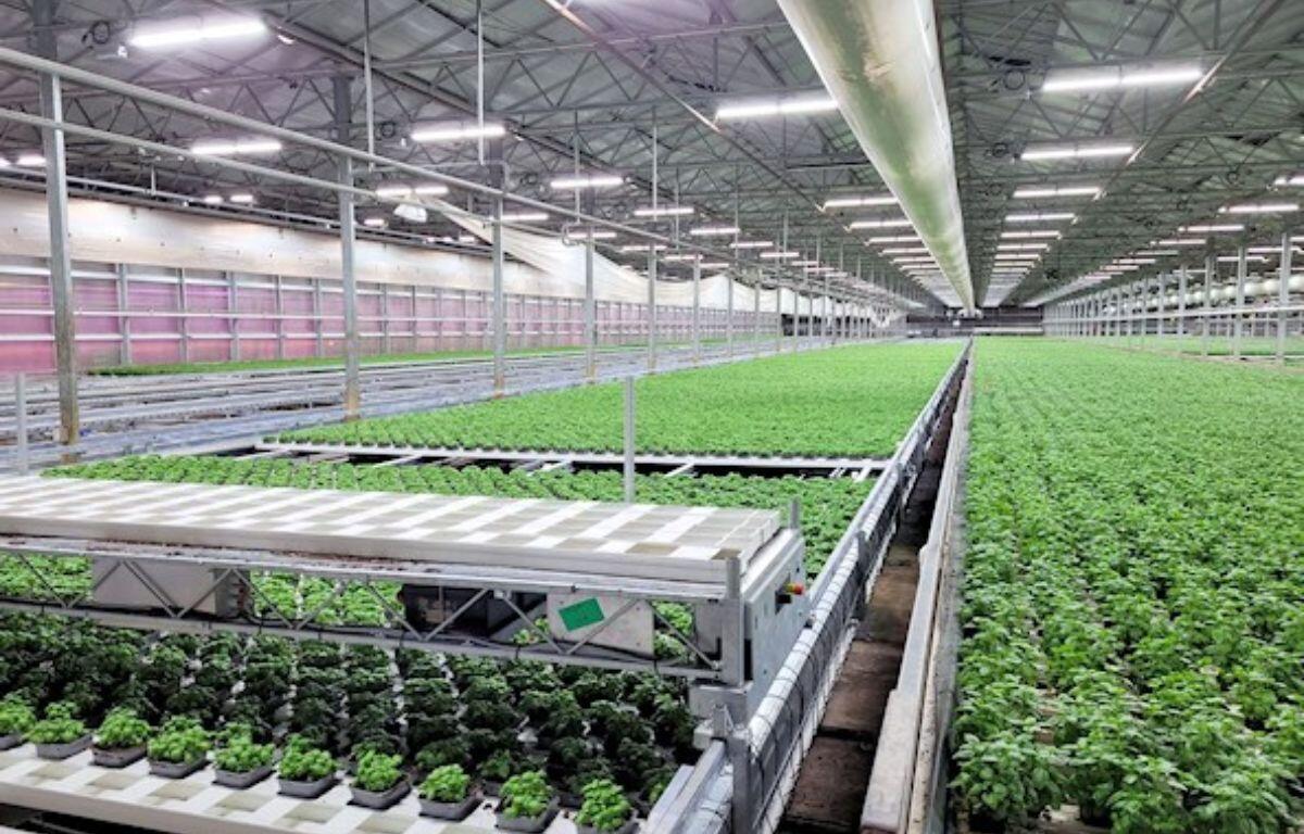 The high-tech greenhouse complex on Koehn Drive produces specialty herbs and other horticultural products.