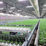 The high-tech greenhouse complex on Koehn Drive produces specialty herbs and other horticultural products.
