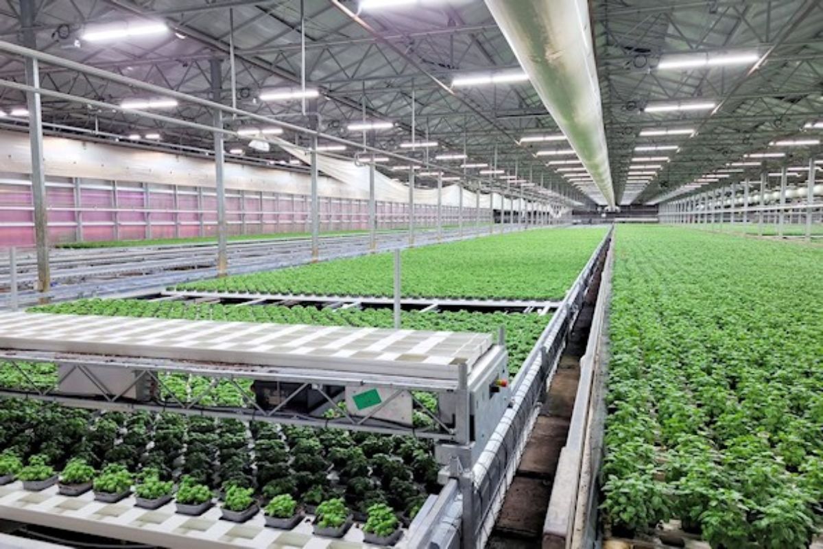 The high-tech greenhouse complex on Koehn Drive produces specialty herbs and other horticultural products.