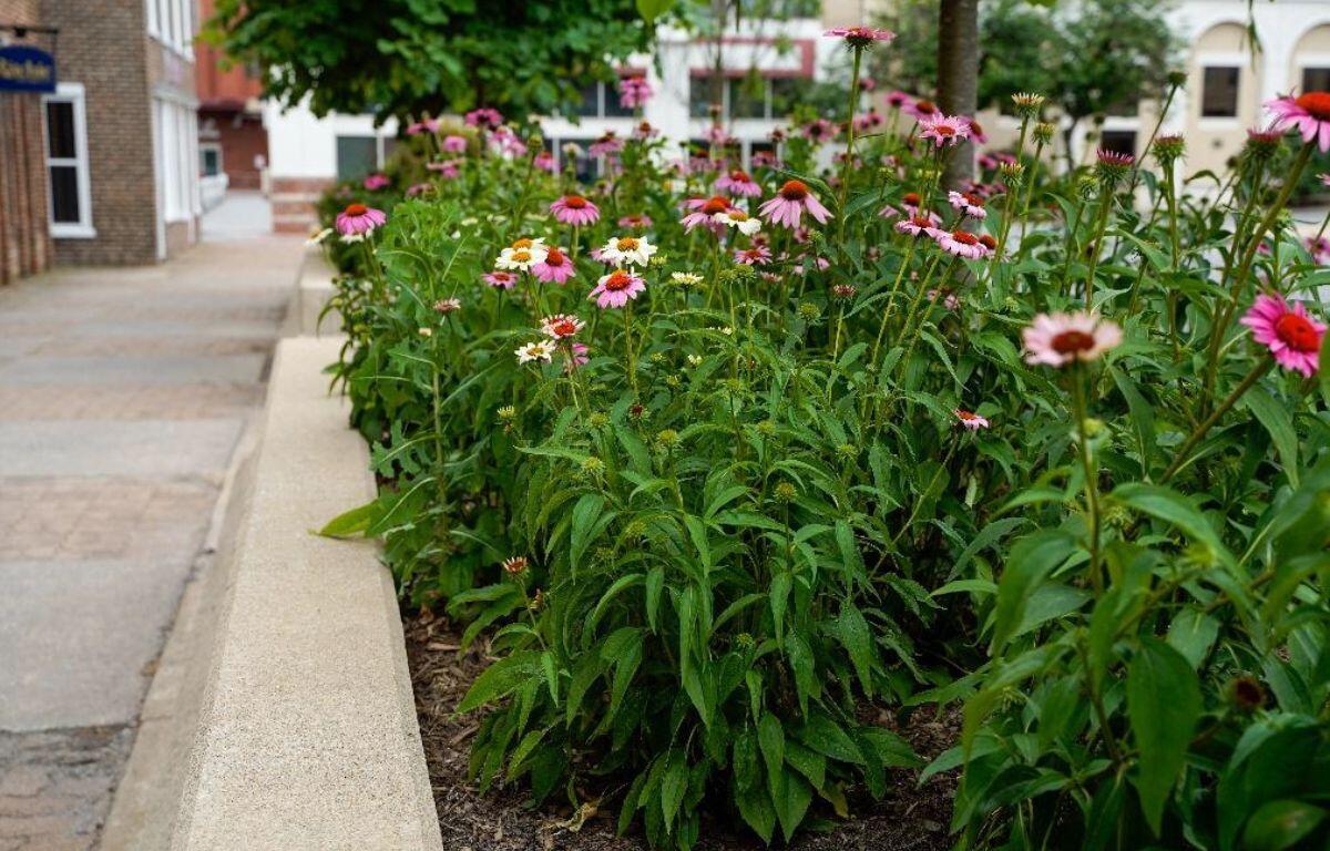 Pollinators located at Court Square in Downtown Harrisonburg.