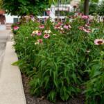 Pollinators located at Court Square in Downtown Harrisonburg.