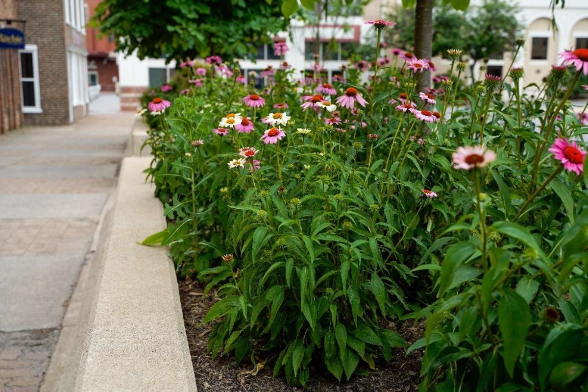 Pollinators located at Court Square in Downtown Harrisonburg.