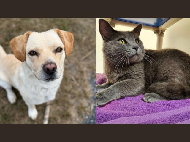 Tobi (left) and Oscar (right)