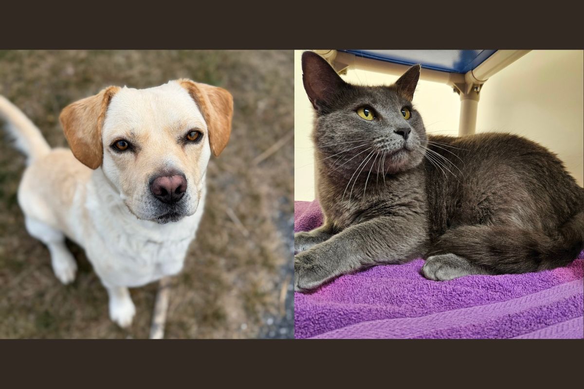 Tobi (left) and Oscar (right)