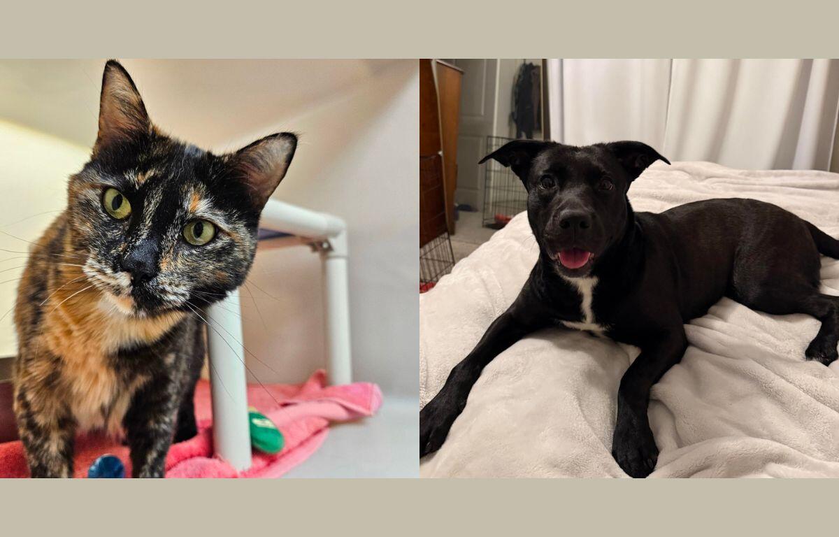 Olivia (left) and Nova (right)